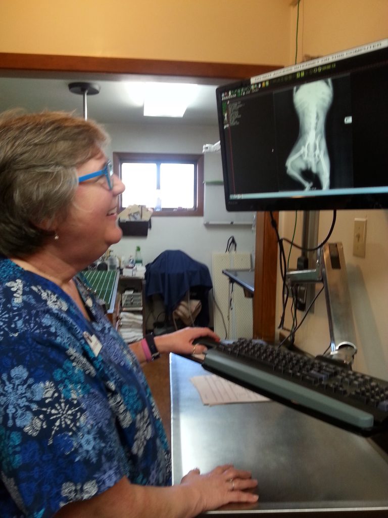 Digital Radiology in Farmerville, LA Union Veterinary Clinic