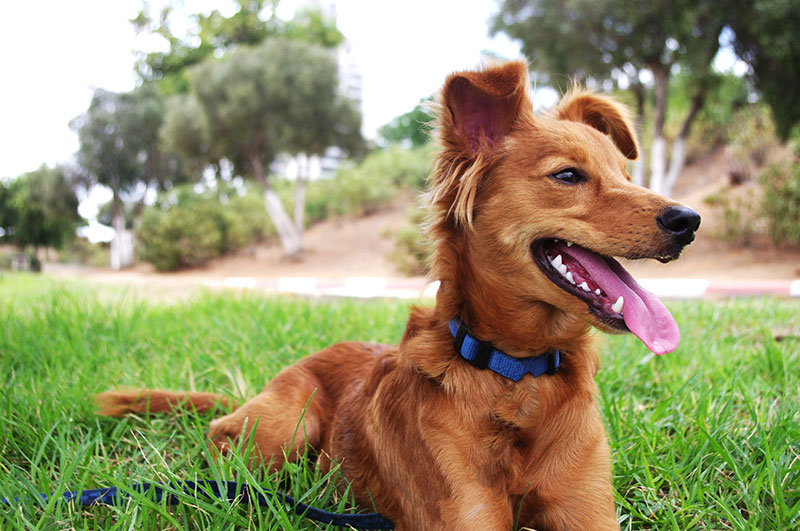 FAQs Farmerville Veterinarian Union Veterinary Clinic