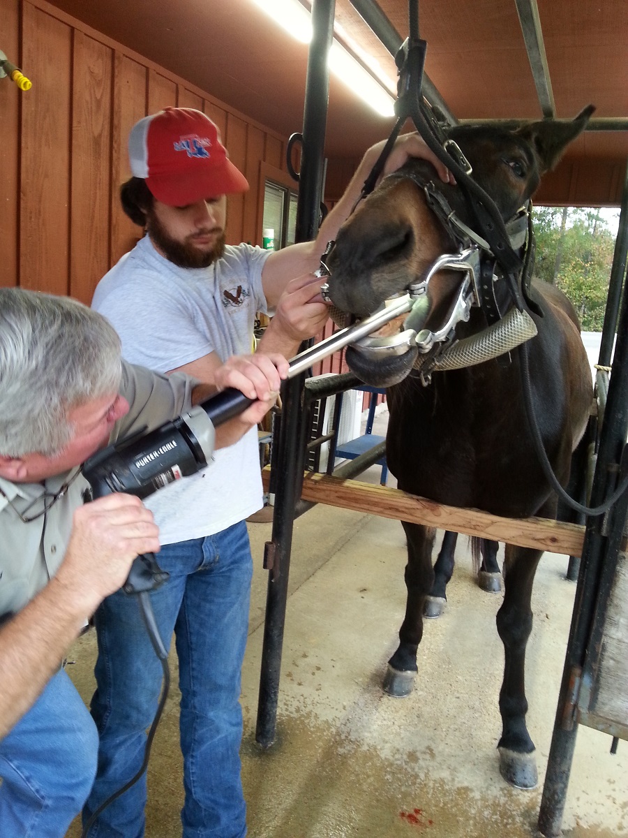 Equine Dentistry in Farmerville, LA Union Veterinary Clinic